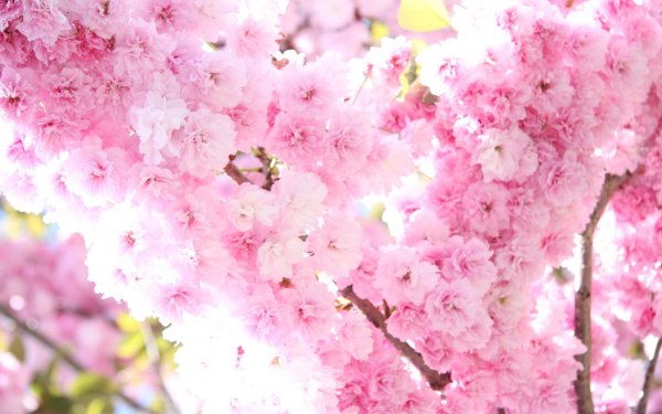Sakura валлпаперс
