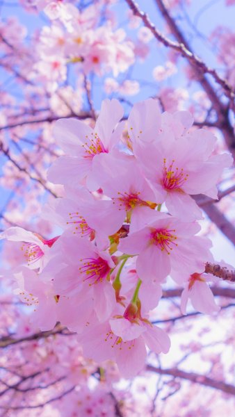 Изображения по запросу Цветы сакуры