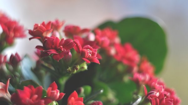 Заставка на рабочий стол цветы