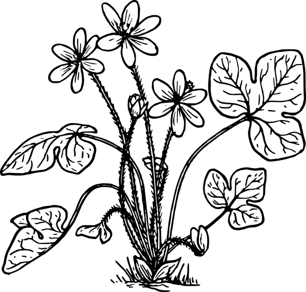 Чистяк весенний