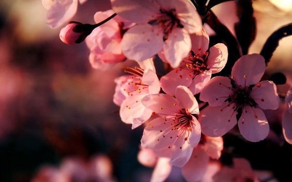 Природа цветы