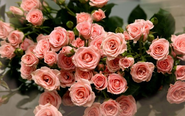 Красивые розы обои - 73 фото
