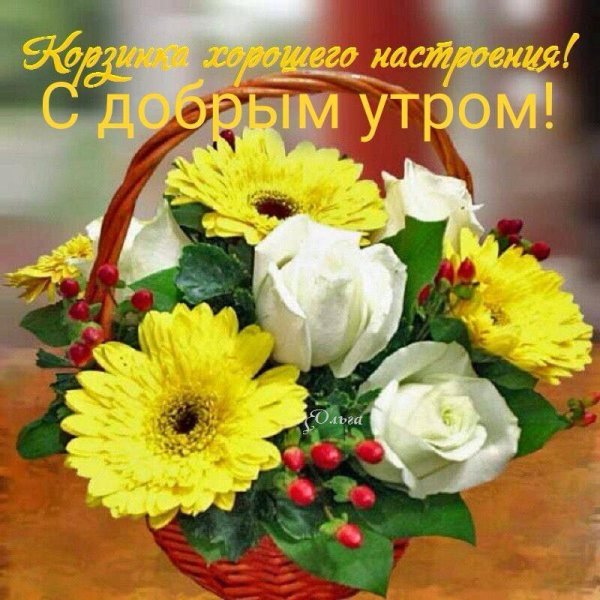 Доброе утро Гербера