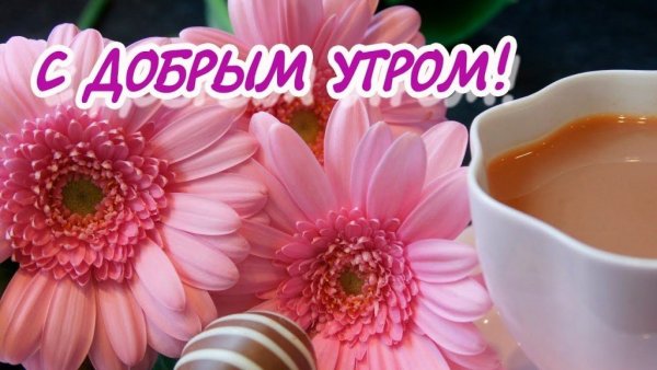Красивые герберы