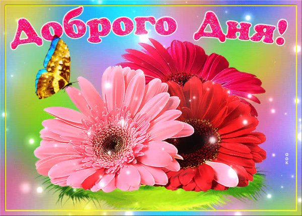 Розовые герберы
