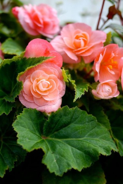 Комнатное растение бегония (Begonia)