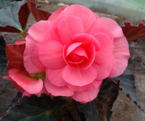 Бегония (Begonia)