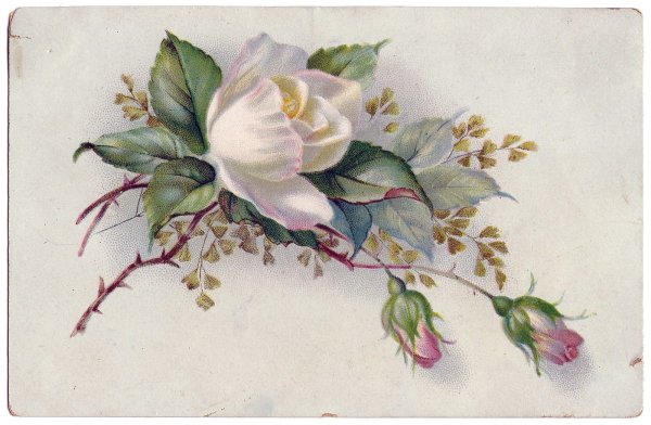 Художник Sonie Ames