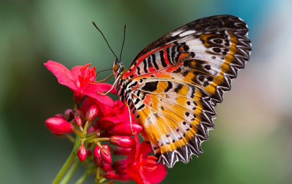 Cethosia hypsea