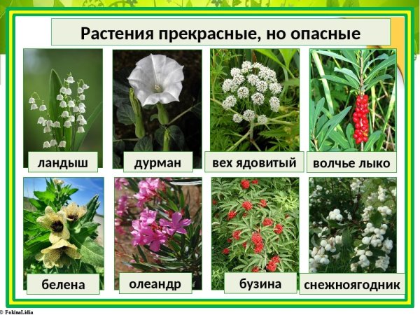Ядовитые растения названия