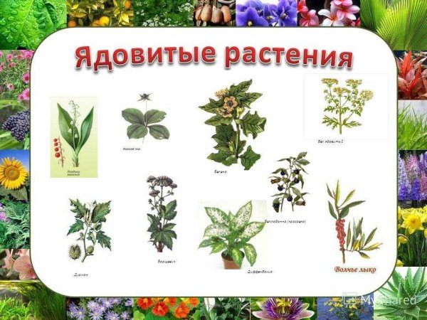 Ядовитые растения детям