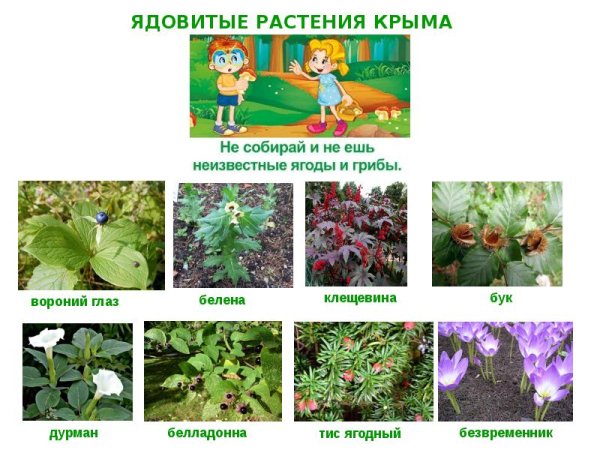 Ядовитые растения Крыма