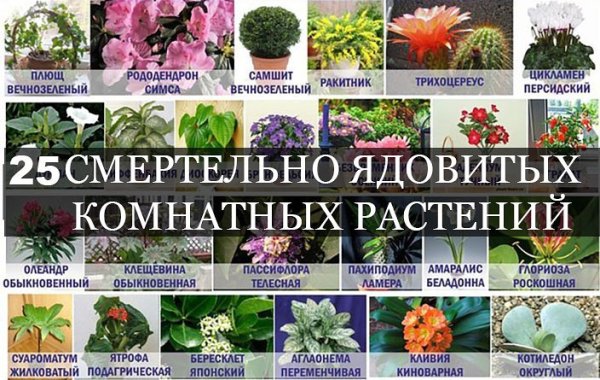 Ядовитые комнатные растения