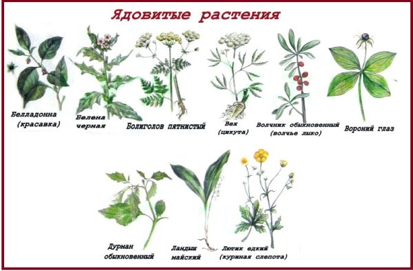 Ядовитые растения Урала