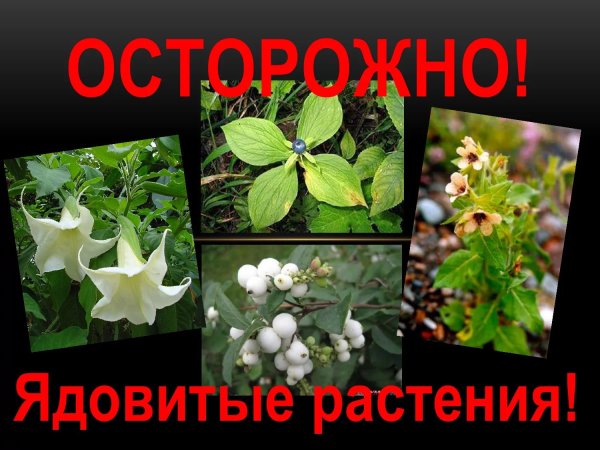 Опасные ядовитые растения