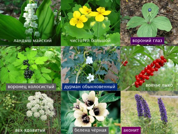 Ядовитые растения Карелии