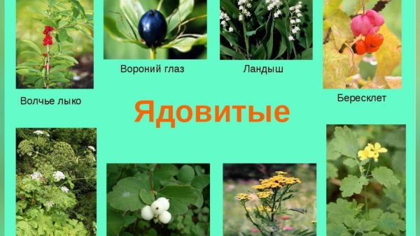 Ядовитые дикорастущие растения