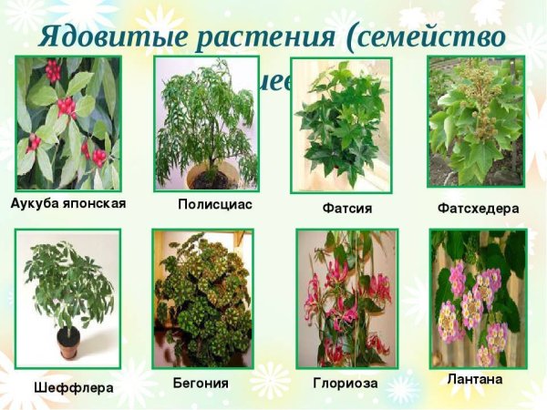 Ядовитые комнатные растения