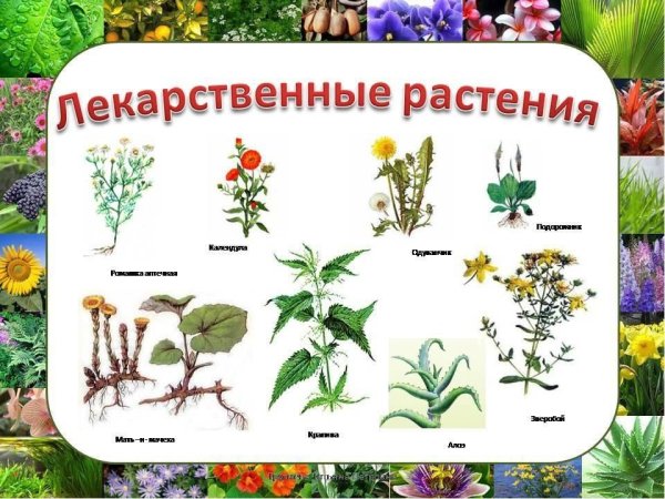 Лекарственные растения для дошкольников