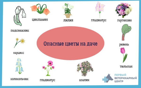 Растения вредные для кошек