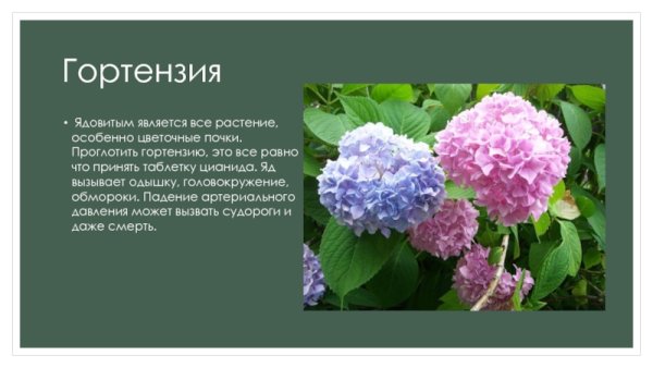 Гортензия ядовита