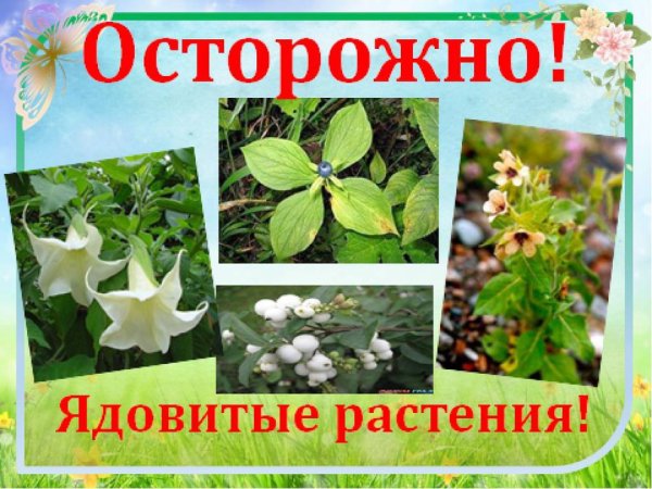 Ядовитые растения для дошкольников