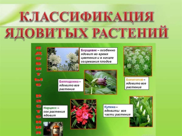 Лекарственные и ядовитые растения