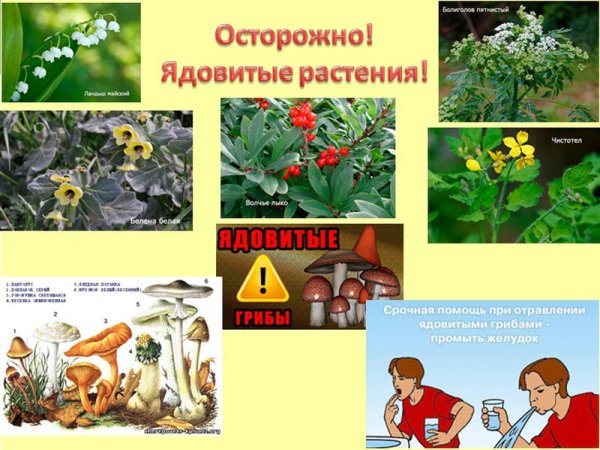 Детям о ядовитых растениях в детском саду