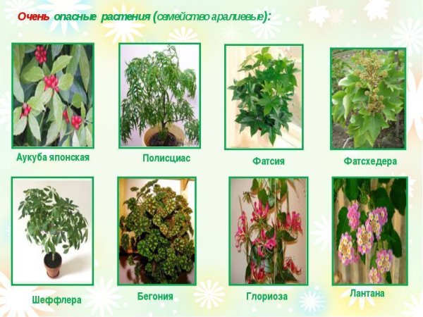 Ядовитые комнатные растения