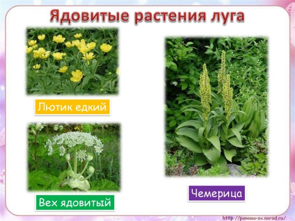 Клещевина обыкновенная обыкновенная