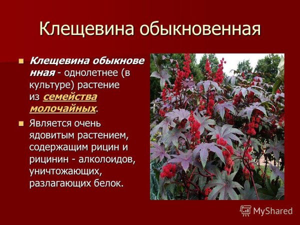 Фитолакка растение