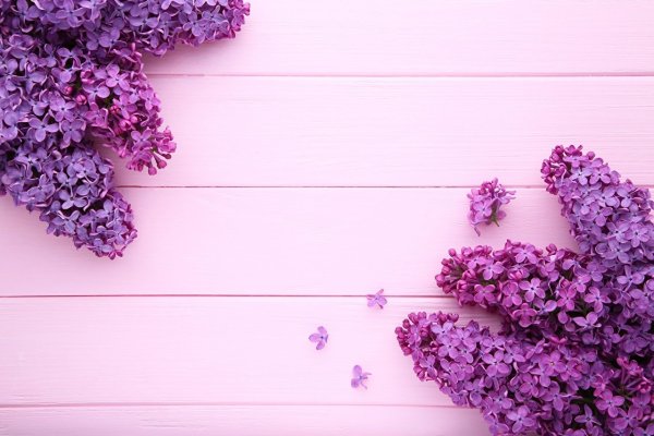Фотообои цветы