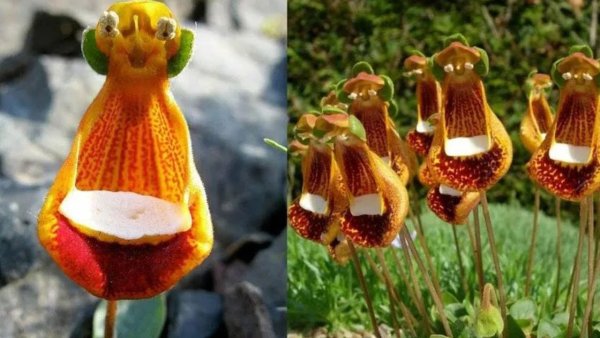 Кальцеолярия uniflora