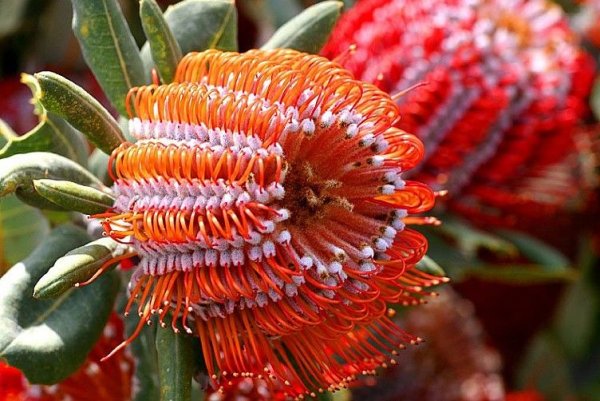 Банксия ярко-красная Banksia coccinea