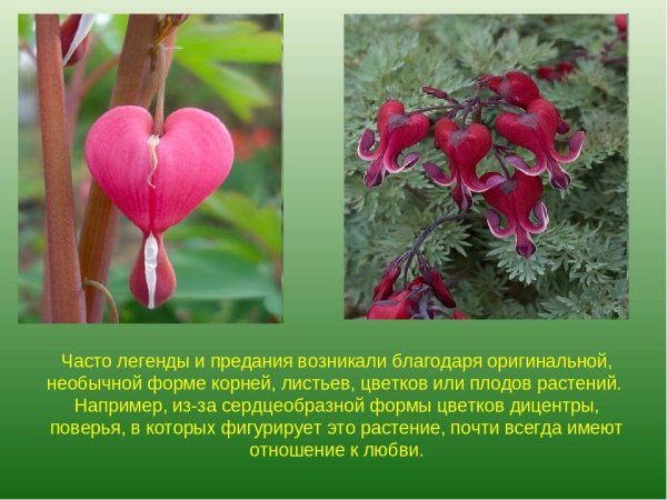 Оксалис (Кислица) версиколор