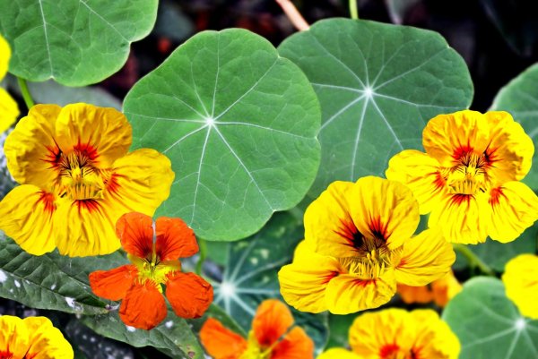 Настурция (Nasturtium)