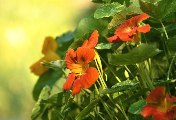 Настурция (Nasturtium)