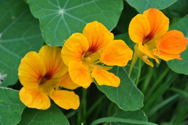 Настурция канарейка