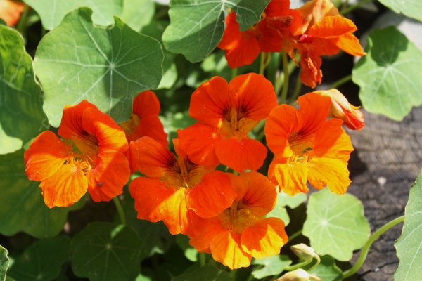 Настурция большая (Tropaeolum majus)