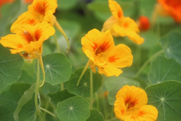 Цветы Tropaeolum majus