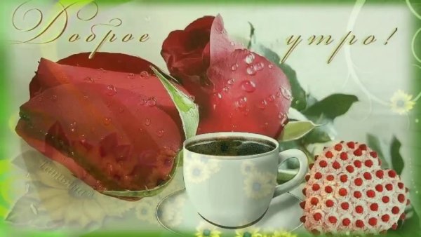 Очень красивые розы с добрым утром .