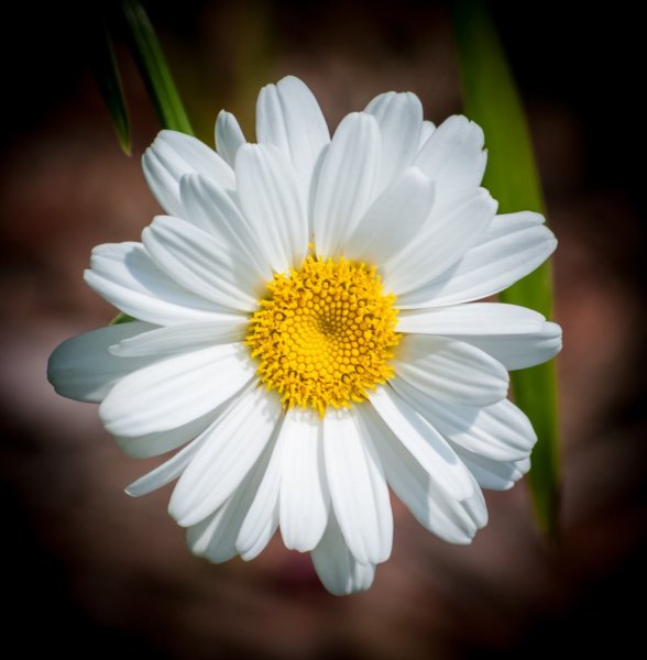 Oxeye Daisy