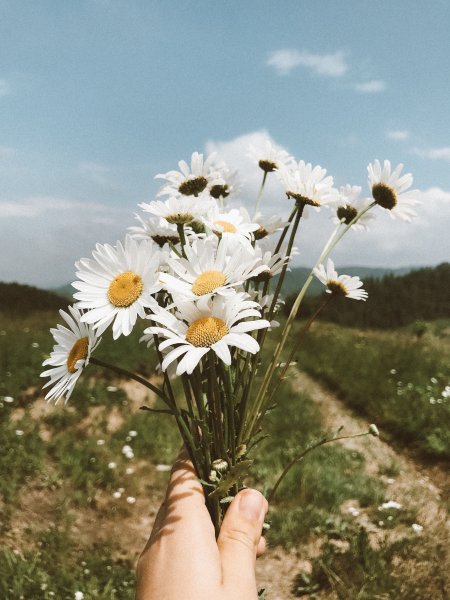 Эстетика ромашки в руках