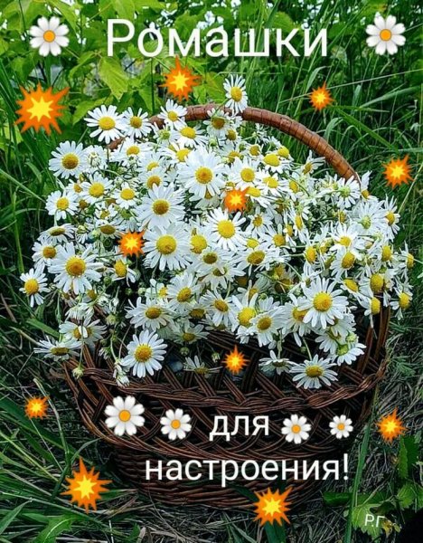 Букет ромашек открытка