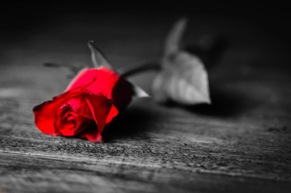 Цветок одиночества
