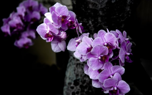 Фаленопсис Purple Dust