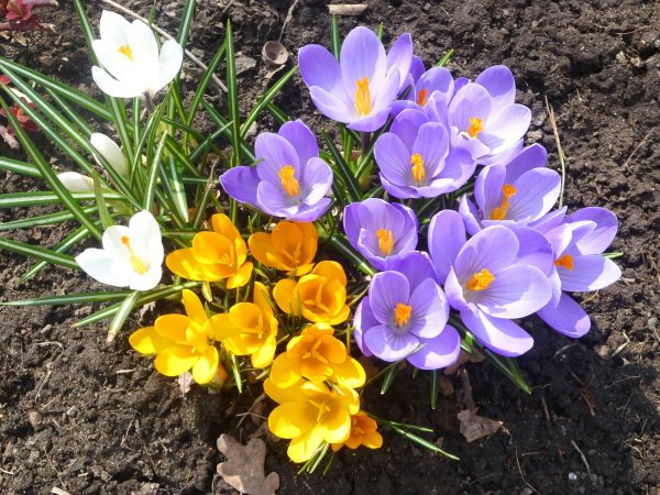Keukenhof Gardens Нидерланды