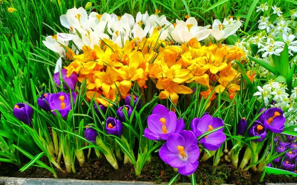 Нидерланды весенний парк Keukenhof