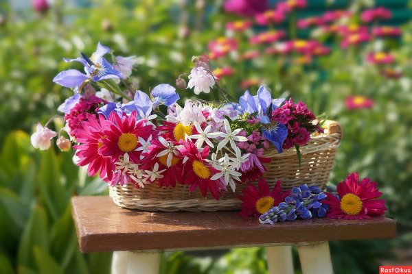 Первые летние цветы