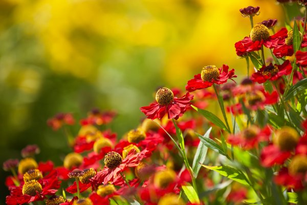 Природа цветы